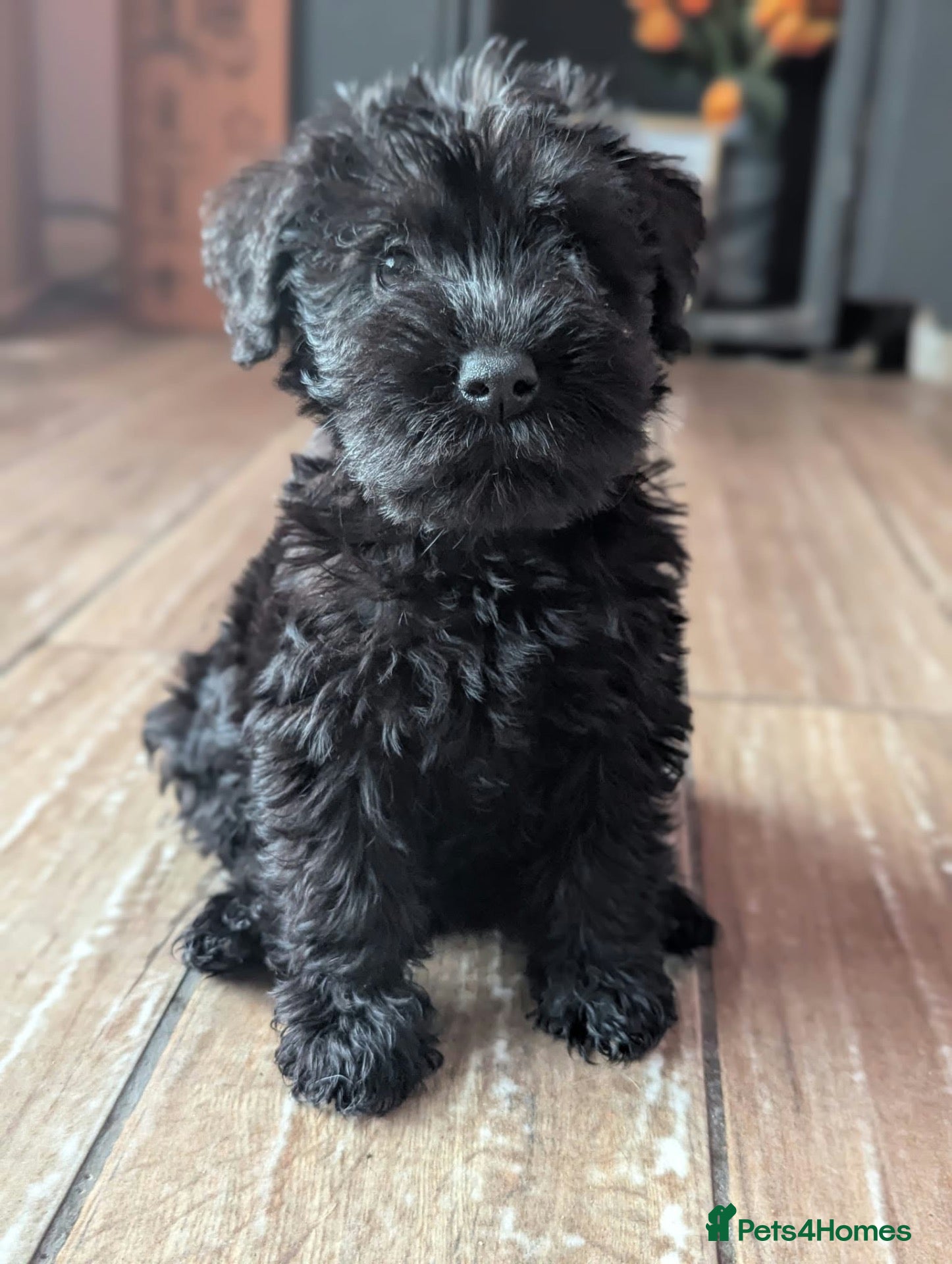 Schnoodle dogs First Puppy Sold 😍 - Advert 1
