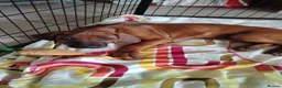 Rhodesian Ridgeback dogs for sale: Beautiful Rhodesian Ridgeback puppies-Family pet - Advert 30