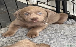 Labrador Retriever dogs for sale: Silver Labrador puppies Ready now!!!! REDUCED  - Advert 4