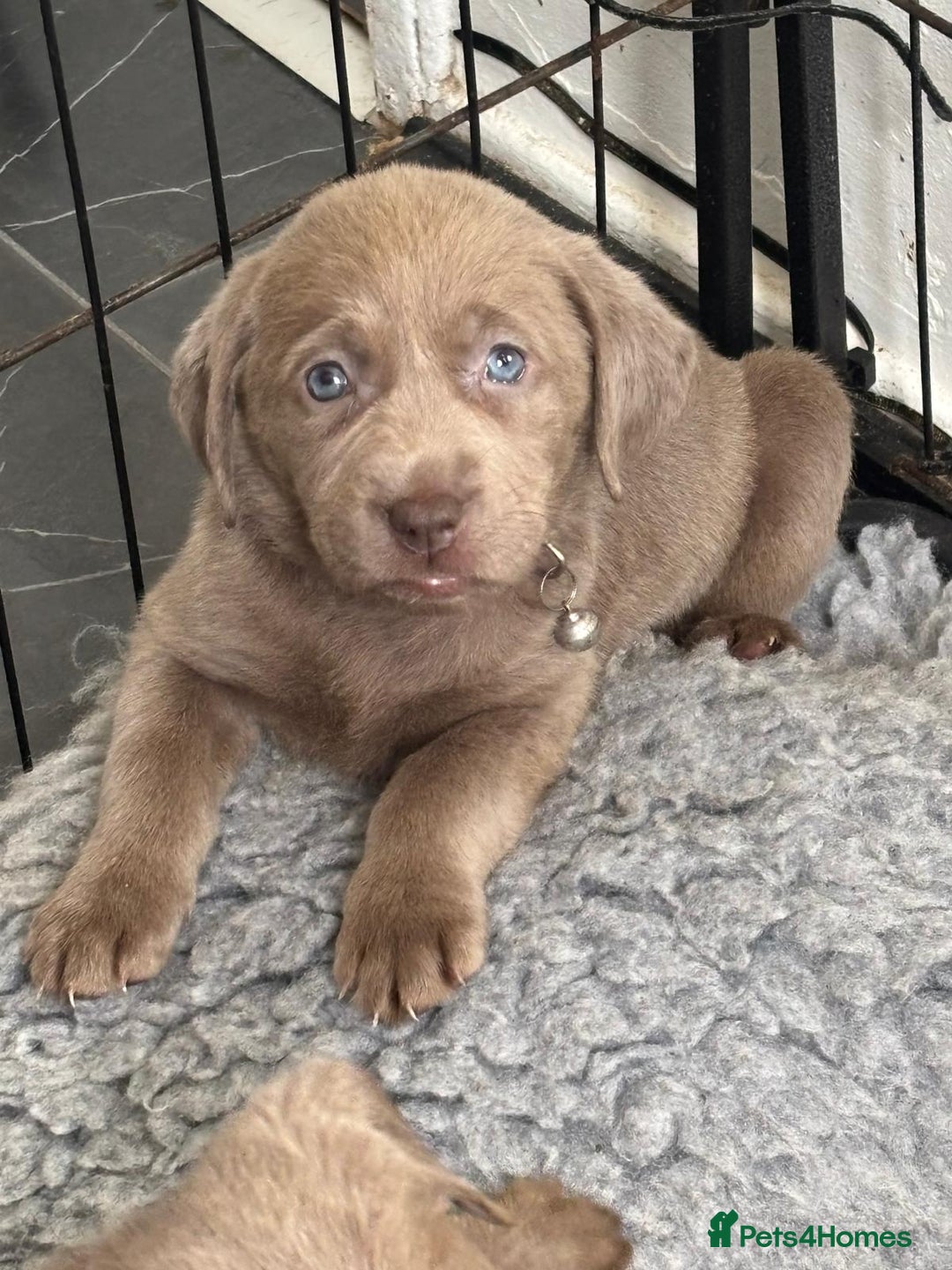 Labrador Retriever dogs for sale: Silver Labrador puppies Ready now!!!! REDUCED  - Advert 4