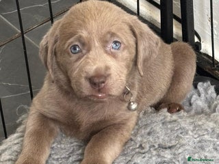 Labrador Retriever dogs - Advert 34