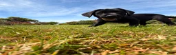 Labrador Retriever dogs for sale: LABRADOR RETRIEVER–HEALTH TESTED, FULLY VACCINATED - Advert 32