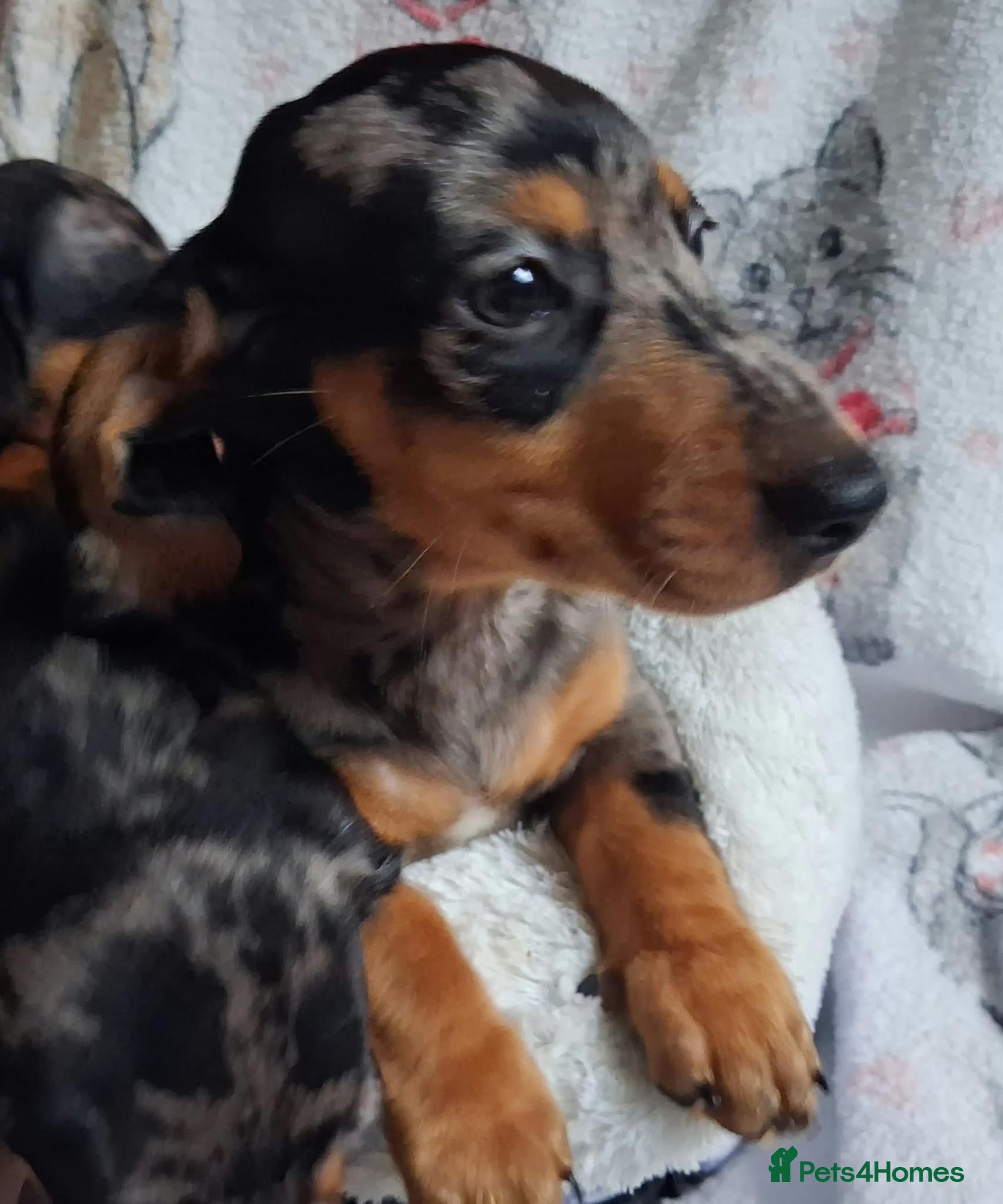 Miniature Dachshund dogs for sale: Stunning dapple Dachshund pups *Ready now* - Advert 1