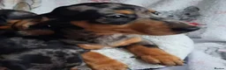 Miniature Dachshund dogs for sale: Stunning Dachshund pups *Ready now* - Advert 22