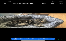 Domestic Shorthair cats for sale: Mochi - Image 2