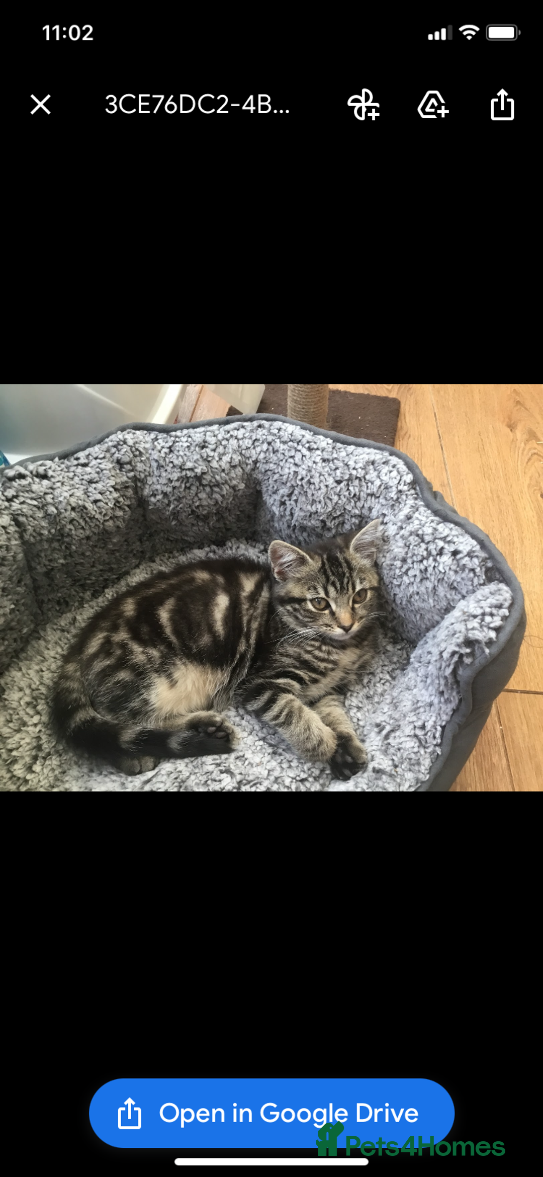 Domestic Shorthair cats for sale: Mochi - Image 2