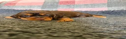 Cocker Spaniel dogs for sale: Kc Reg Brown/Tan And TriColour Working Cocker Pups - Advert 11