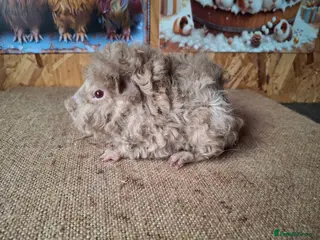 Guinea Pig rodents Lunkarya - Advert 1