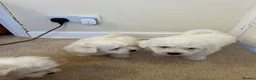 Maltese dogs for sale: Beautiful Maltese Puppies - Advert 6