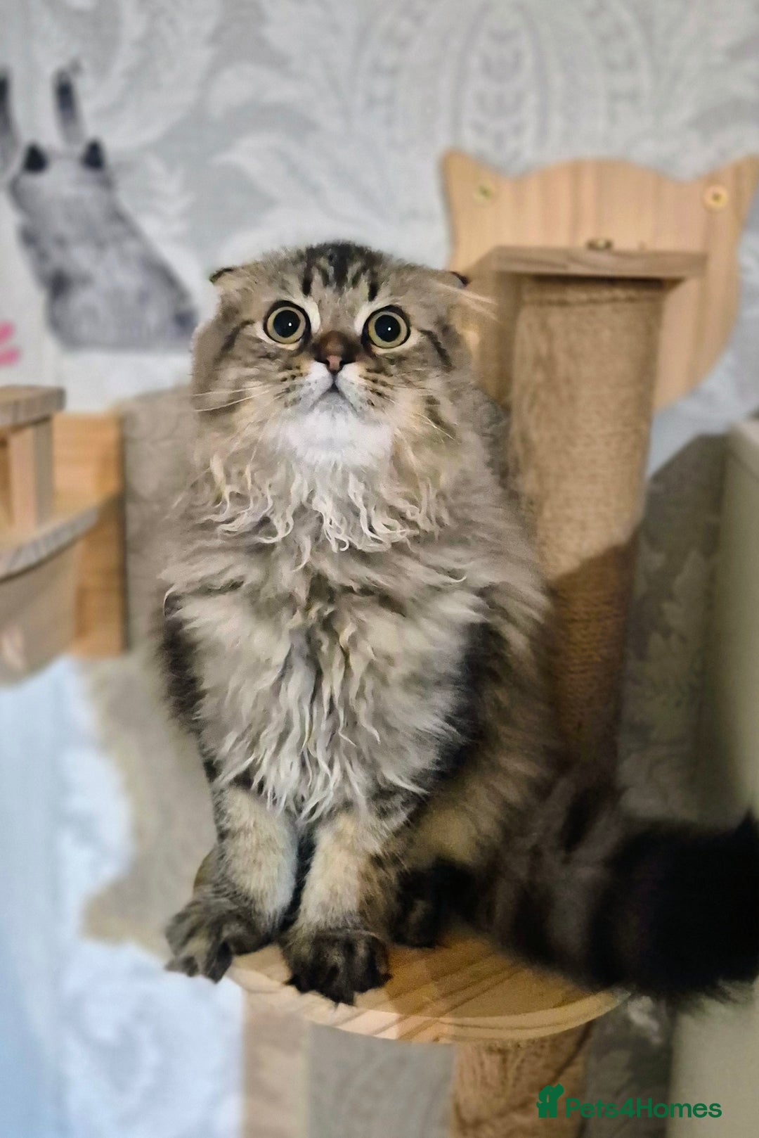 Scottish Fold cats for sale: 2 boys left! TICA registered Scottish Fold - Image 35