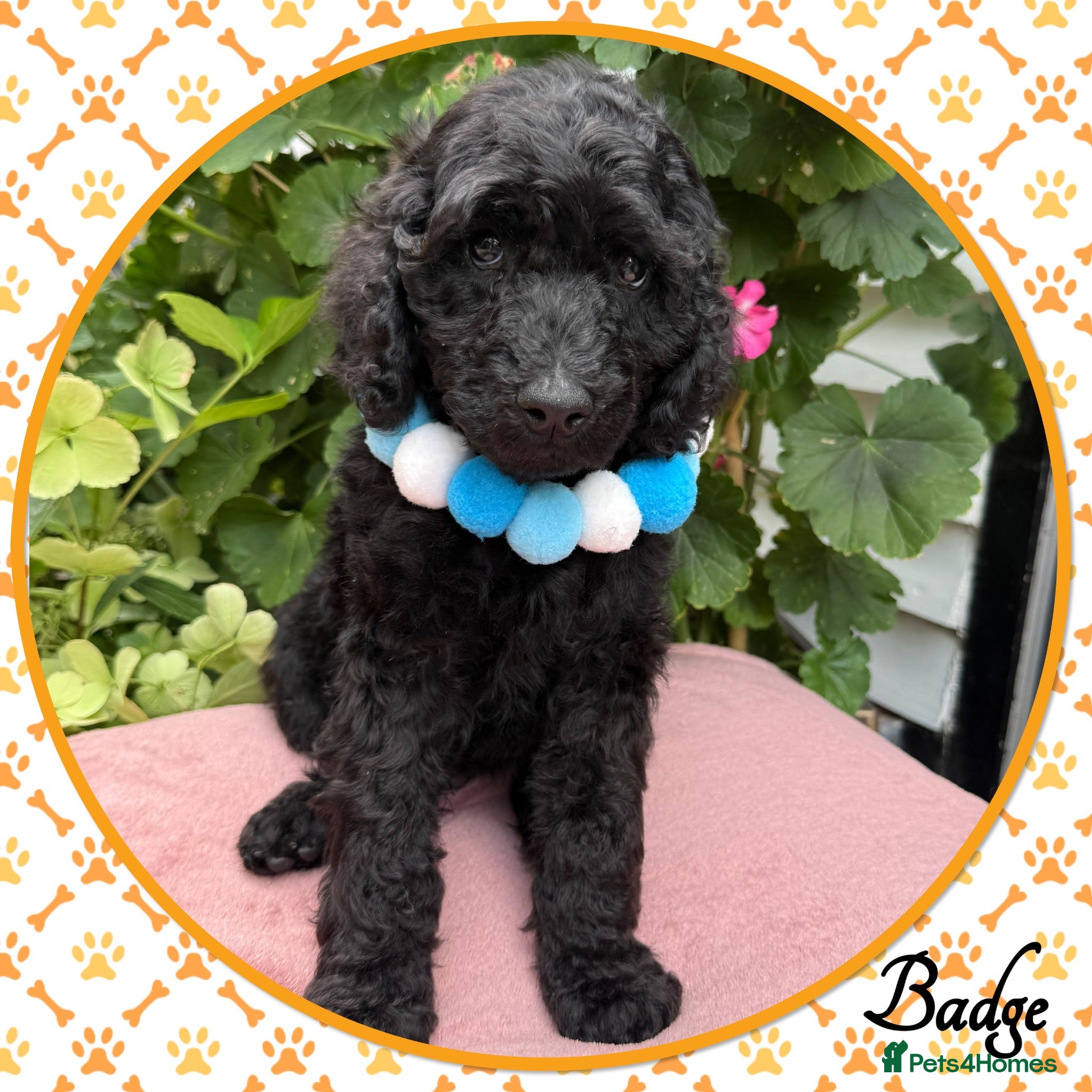 Labradoodle dogs 💐CAN STAY FOR HOLIDAYS💐RARE OPPORTUNITY💐 - Advert 2