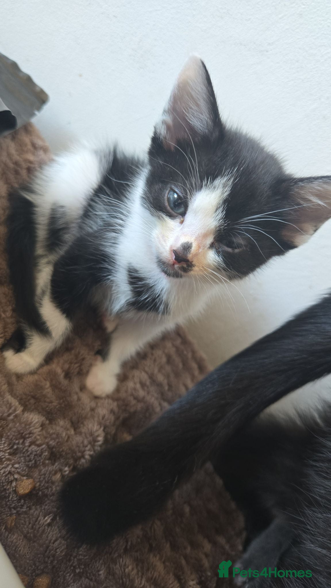 Mixed Breed cats 4xKittens🐈‍⬛️🐈 - Advert 13