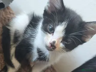Mixed Breed cats 4xKittens🐈⬛️🐈 - Advert 13