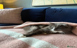 Russian Blue cats for sale: Beautiful Russian Blue 4 Year Old Cat - Image 2