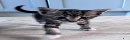Mixed Breed cats for sale: 4 playful boy kittens looking for forever homes  - Advert 7