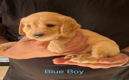 Cockapoo dogs for sale: Beautiful Cockapoo Puppies - Image 6