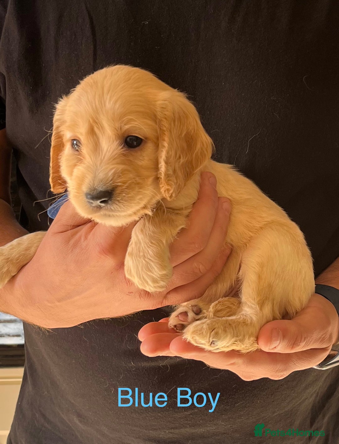 Cockapoo dogs for sale: Beautiful Cockapoo Puppies - Image 6