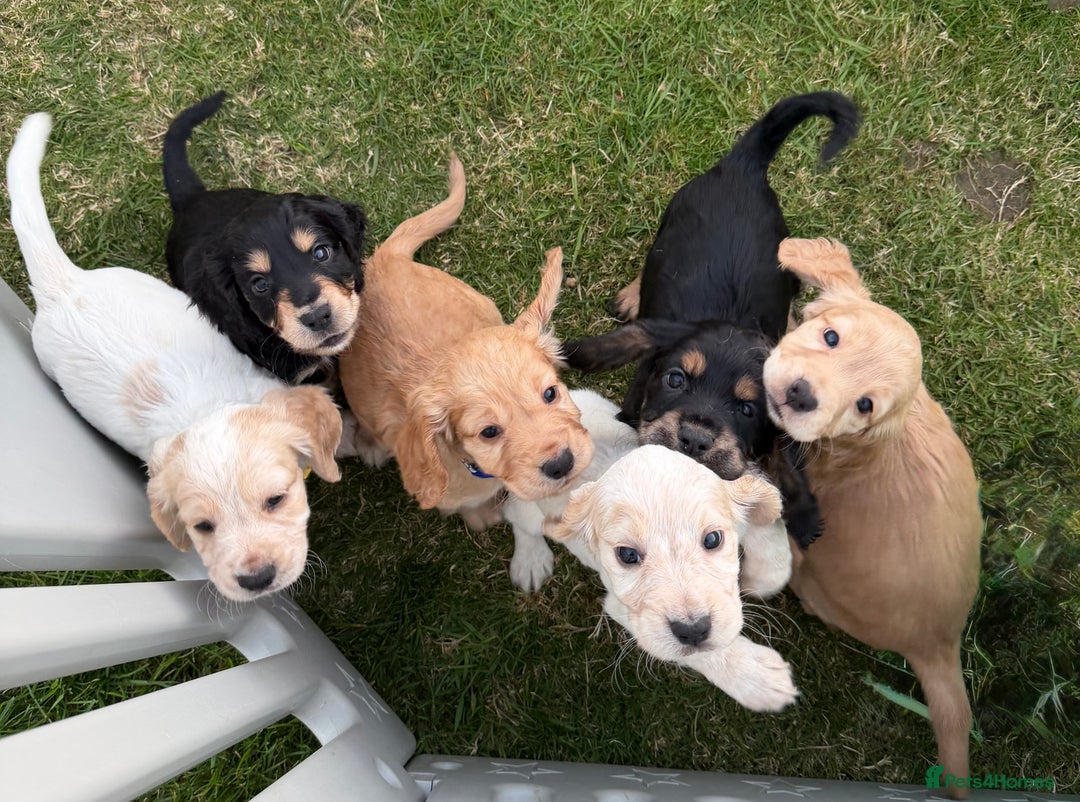 Cocker Spaniel dogs for stud: Zest available at stud - Image 5