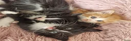 Mixed Breed cats for sale: Kittens looking for a home  - Advert 7