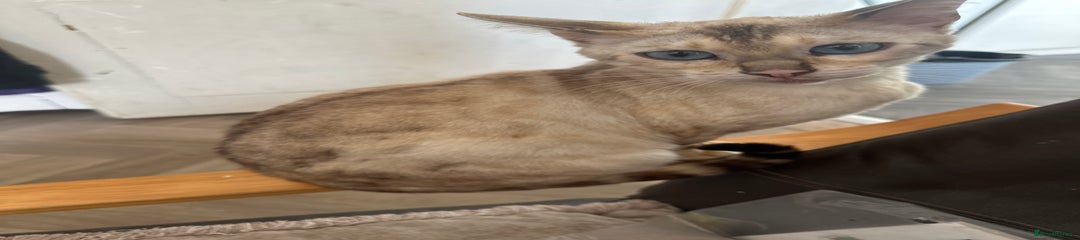 Bengal 