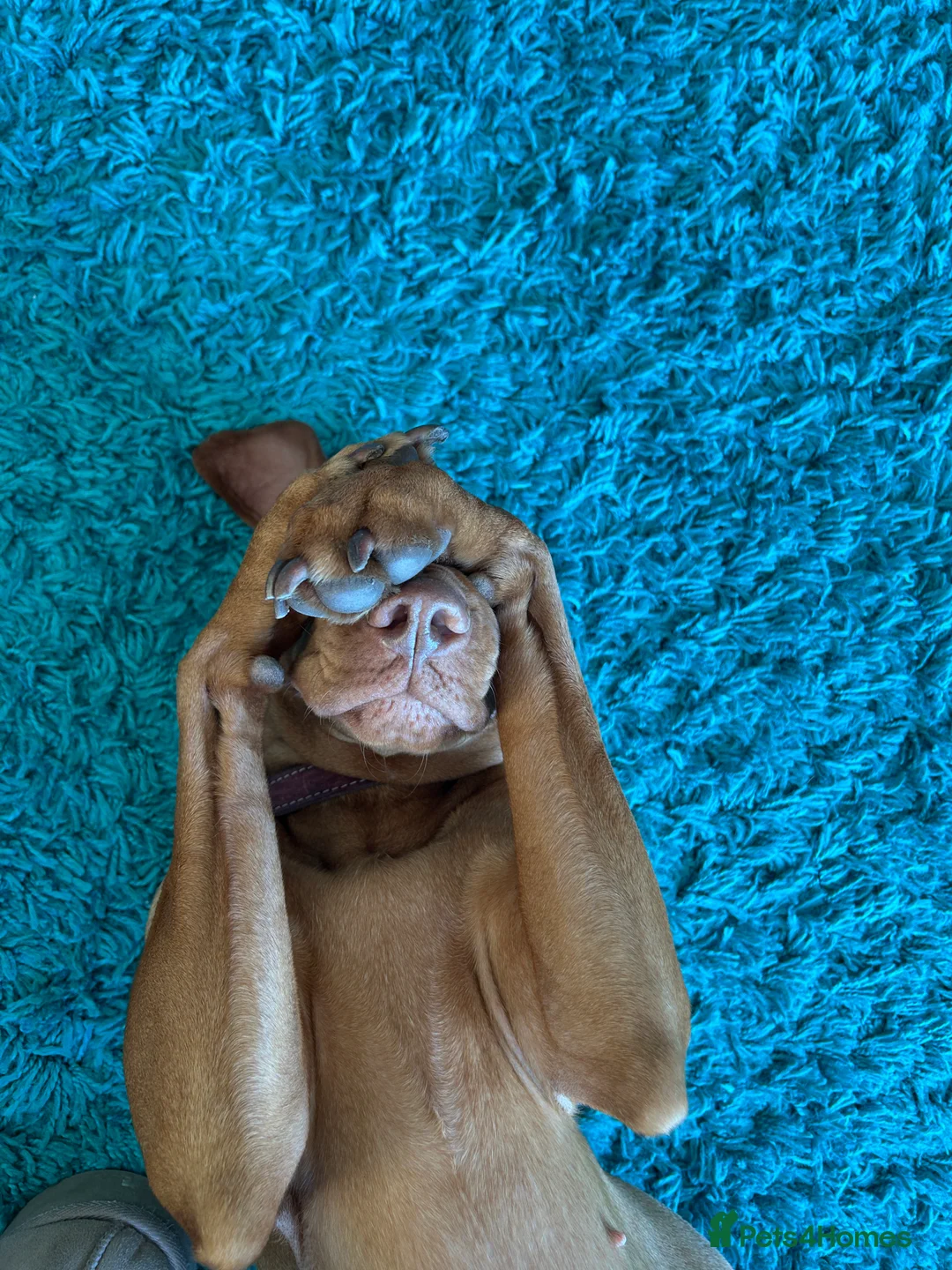 Hungarian Vizsla dogs for sale: Hungarian Vizsla Puppies - Advert 9