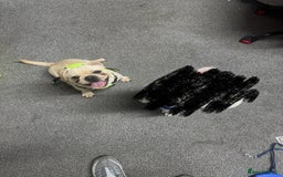 Frug dogs for sale: Male frug puppy - Advert 5