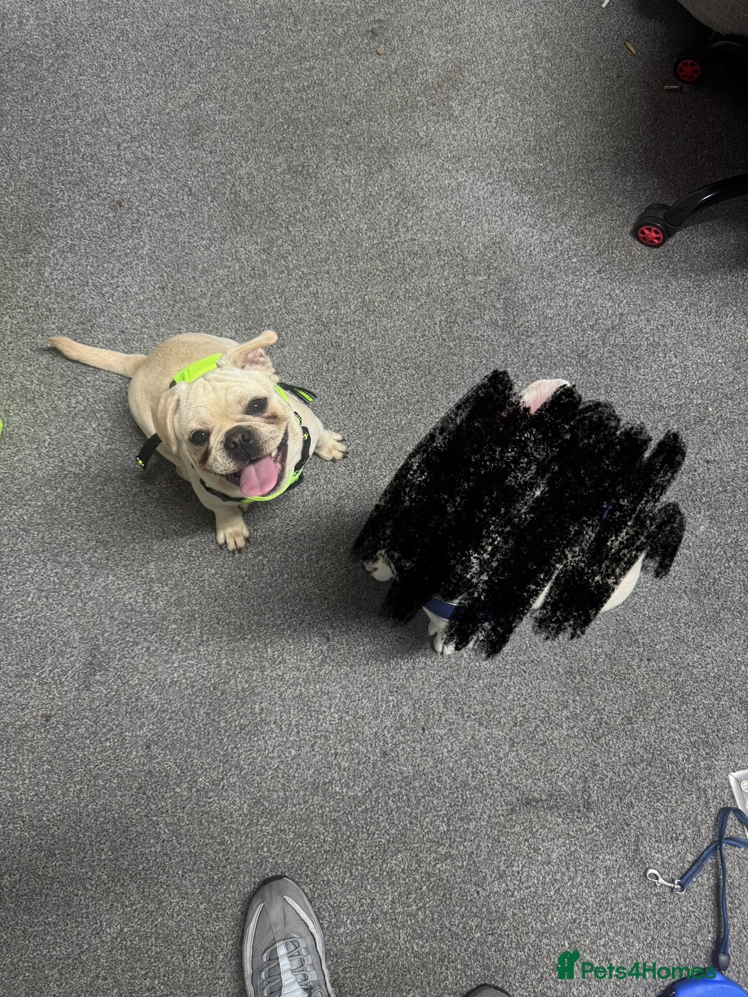 Frug dogs for sale: Male frug puppy - Advert 5