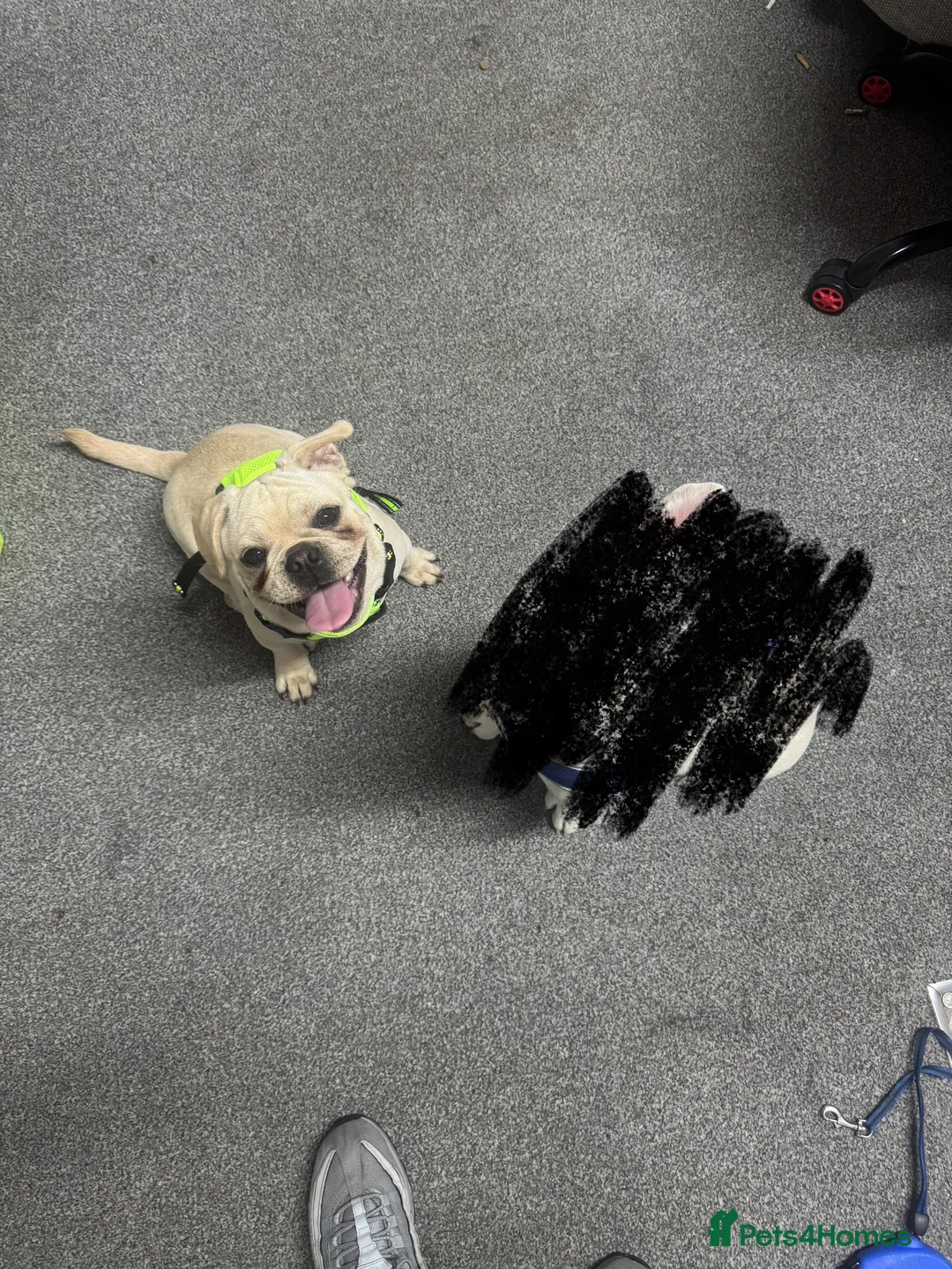 Frug dogs for sale: Male frug puppy - Advert 5