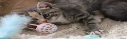 Siberian cats for sale: Beautiful Siberian Kittens-3 Boys-Hypoallergenic - Advert 15