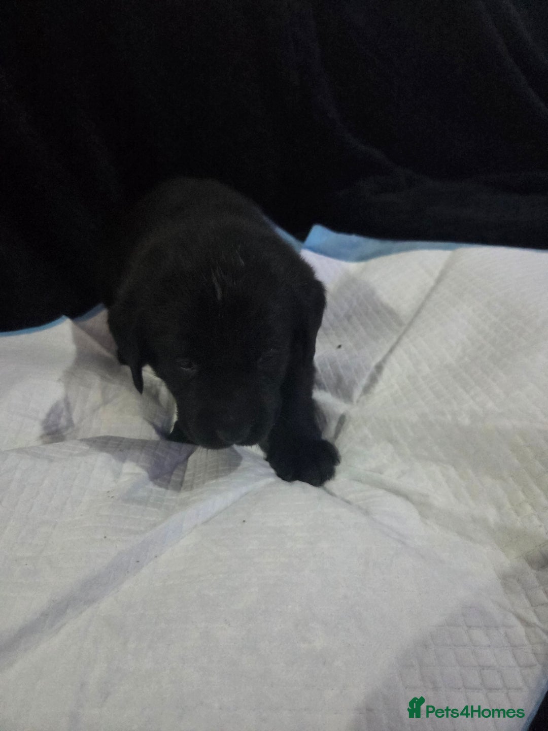 Labrador Retriever dogs for sale: KC Registered Black Labrador Puppies  - Advert 4
