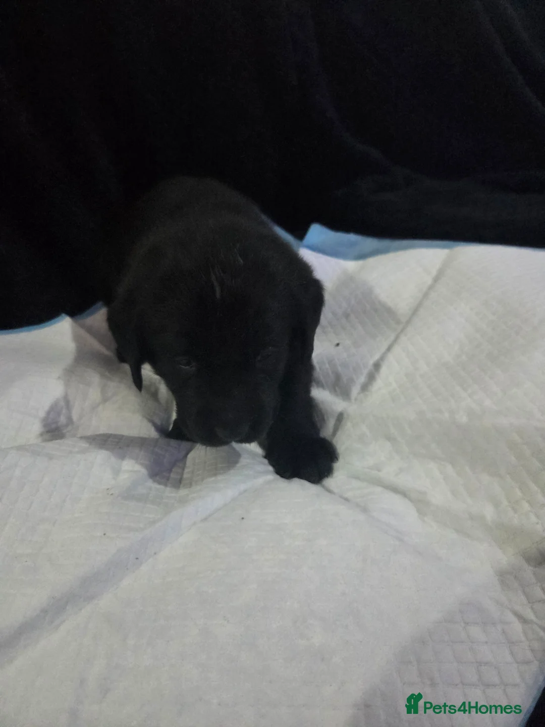 Labrador Retriever dogs for sale: KC Registered Black Labrador Puppies  - Advert 6