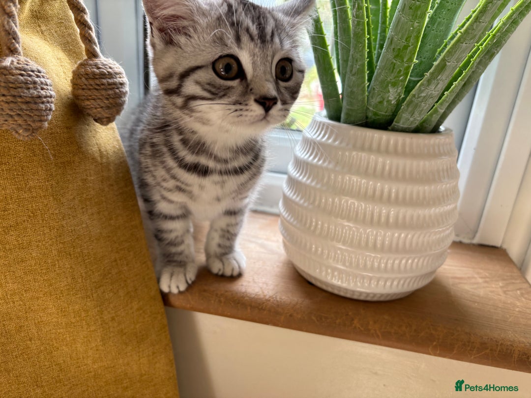 British Shorthair cats for sale: Black silver spotted British shorthair - Image 9