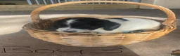 Sprocker dogs for sale: Sprocker puppies - working lines - Advert 3