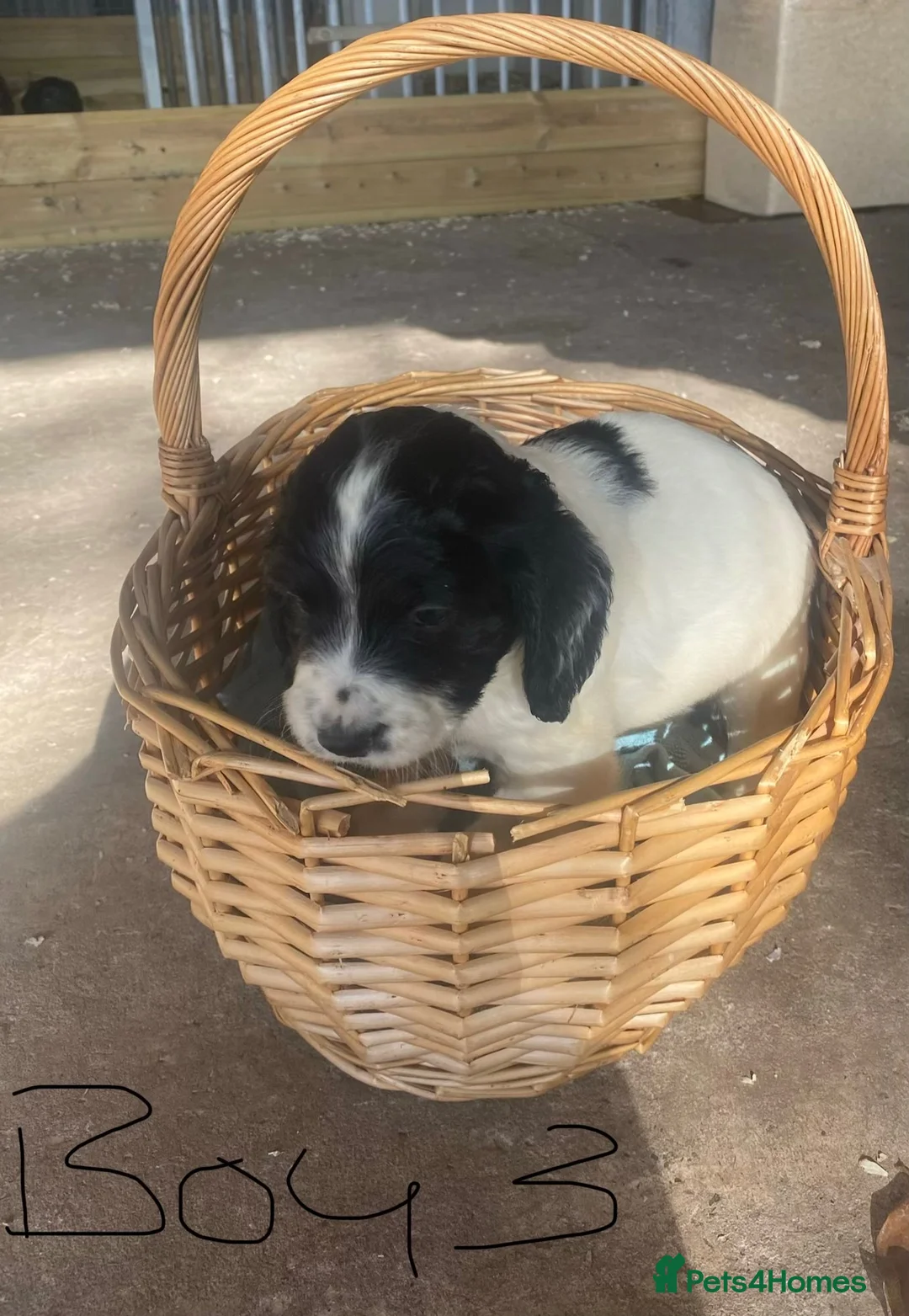 Sprocker dogs for sale: Sprocker puppies - working lines - Advert 1