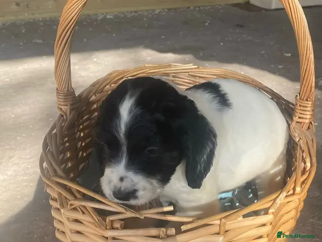 Sprocker dogs for sale: Sprocker puppies - working lines - Advert 1
