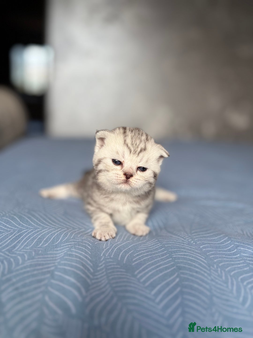 Scottish Fold cats for sale: Scottish fold&straight kittens - Advert 7