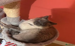 Ragdoll cats for sale: Active female pure Ragdoll - Advert 7