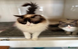Ragdoll cats for sale: Gorgeous Bi colour Ragdoll kittens  - Image 8
