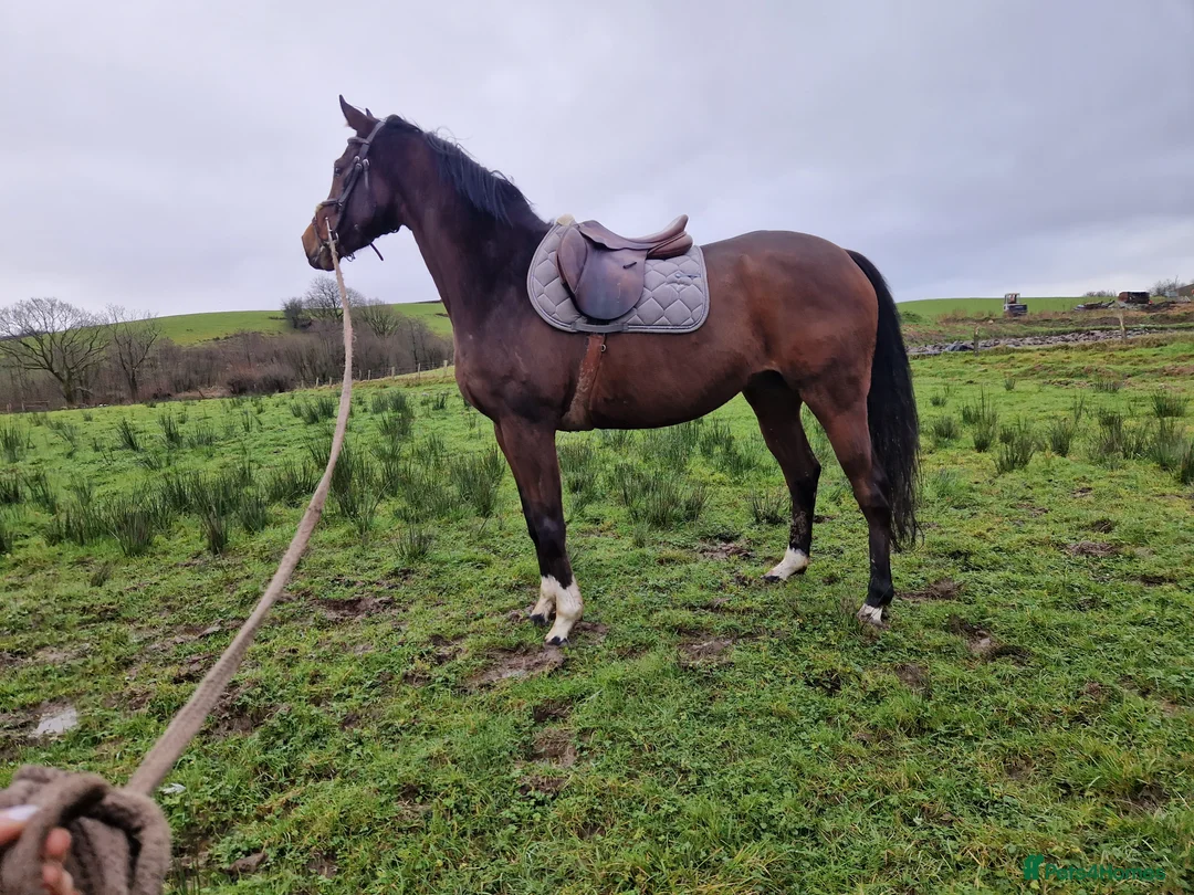 English Thoroughbred horses for sale: 16h rising 6 year old tb gelding  - Advert 7