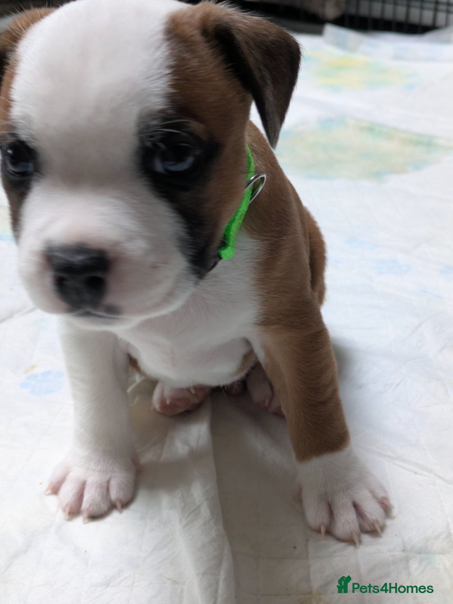 Staffordshire Bull Terrier dogs Beautiful puppies🐶🐶🐶🐶 - Advert 2