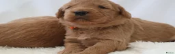 Mini Goldendoodle dogs for sale: F1 Miniature Goldendoodle’s - Advert 18