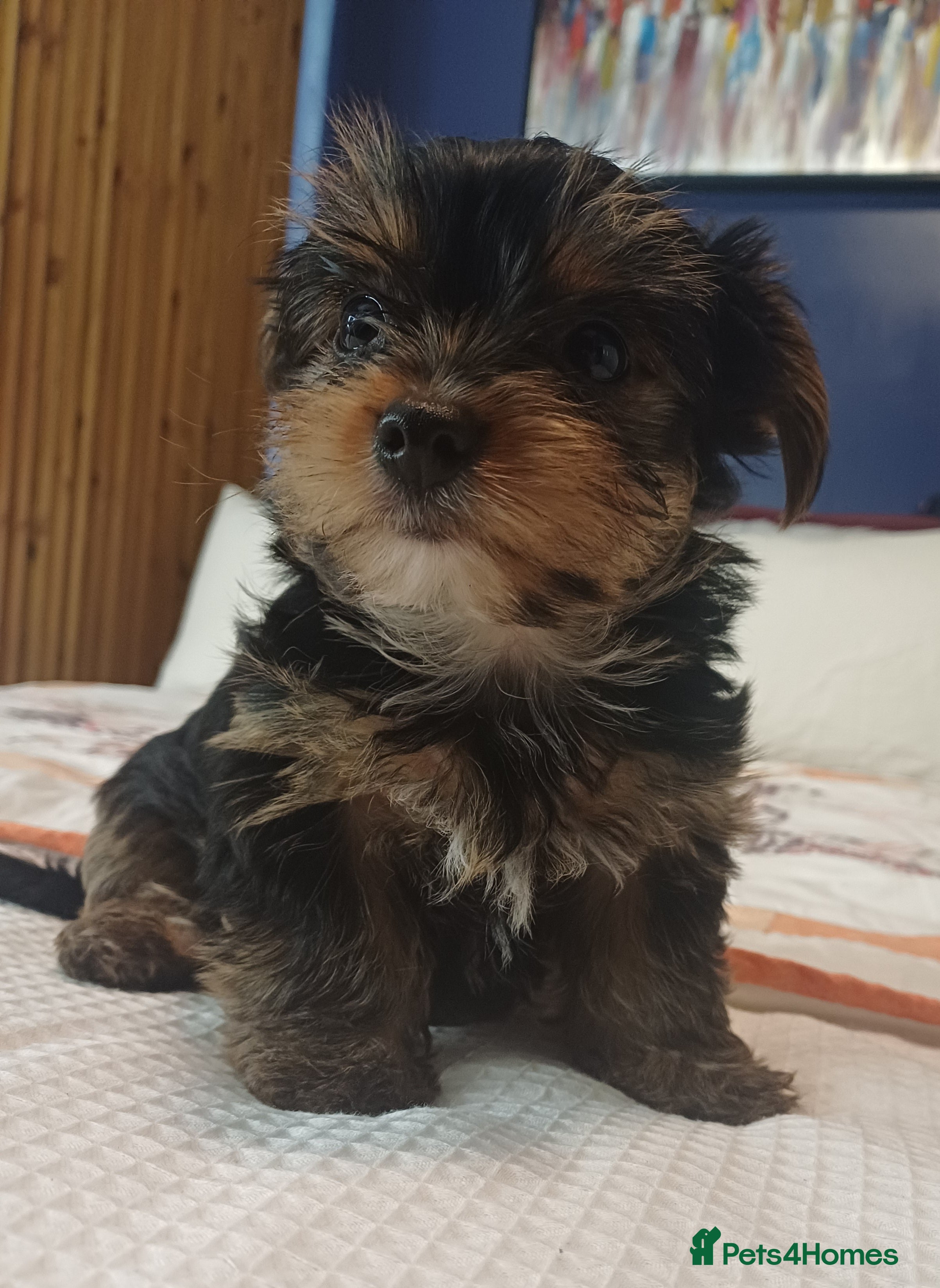 Yorkshire Terrier dogs Last boy🩵 - Advert 1