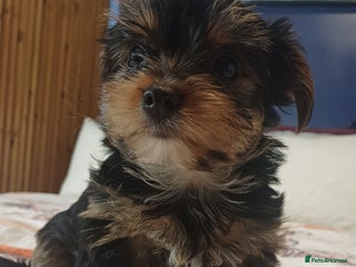 Yorkshire Terrier dogs Last boy🩵 - Advert 6