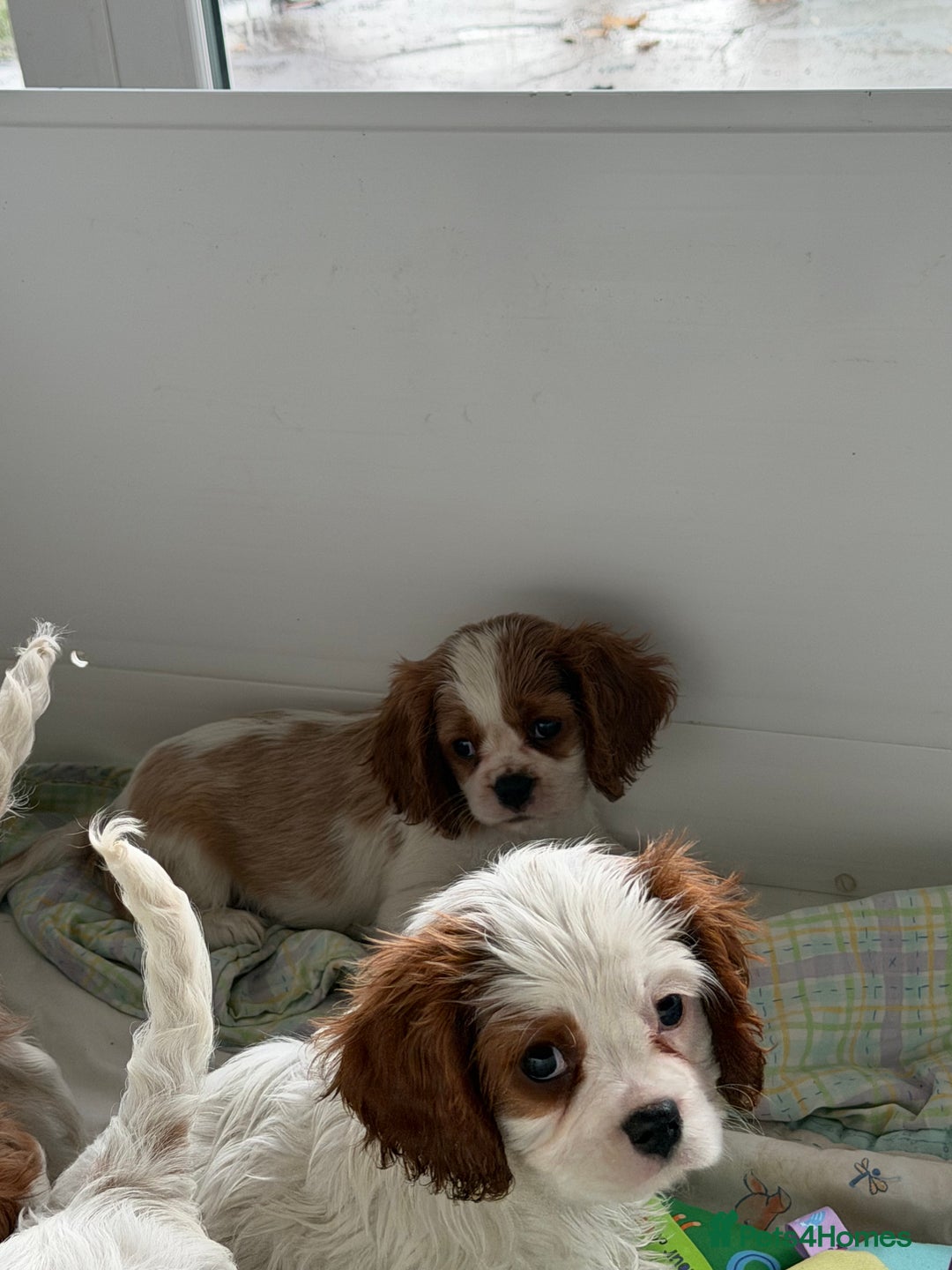 Cavalier King Charles Spaniel dogs for sale: Kc registered cavalier king charles puppies - Advert 11