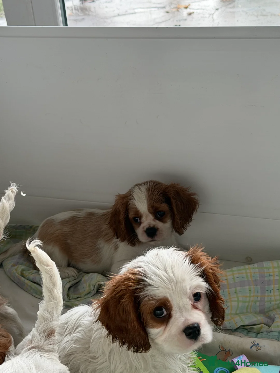 Cavalier King Charles Spaniel dogs for sale: Kc registered cavalier king charles puppies - Advert 13