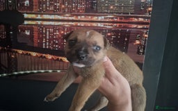 Mixed Breed dogs for sale: Bull-shepards  - Image 6