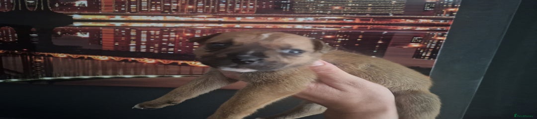 Mixed Breed Puppy 6
