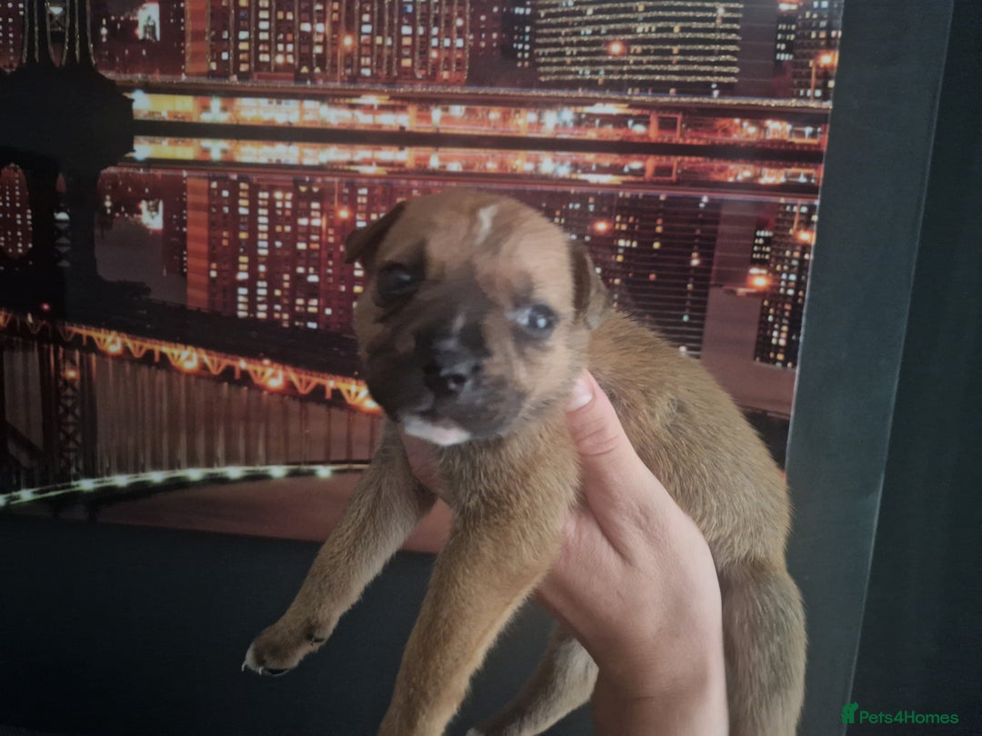 Mixed Breed dogs for sale: Bull-shepards  - Image 6