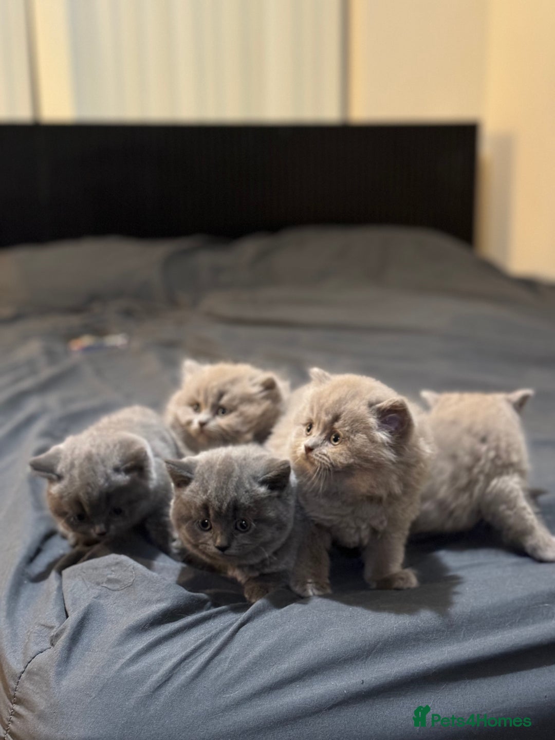 British Shorthair cats for sale: British shorthair blue and lilac  - Image 10