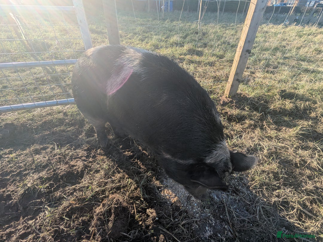 Pig livestock for sale: Kune Kune Gilt female - Advert 4